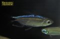 ブルーダイヤモンドコンゴテトラ WILD（ペア）
