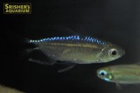 ブルーダイヤモンドコンゴテトラ WILD（ペア）