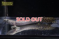 ポリプテルス 　オルナティピンニス　ワイルド