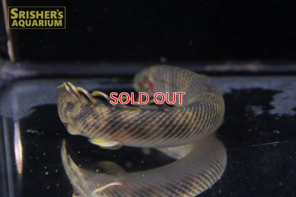 画像4: ポリプテルス 　レトロピンニス　ワイルド