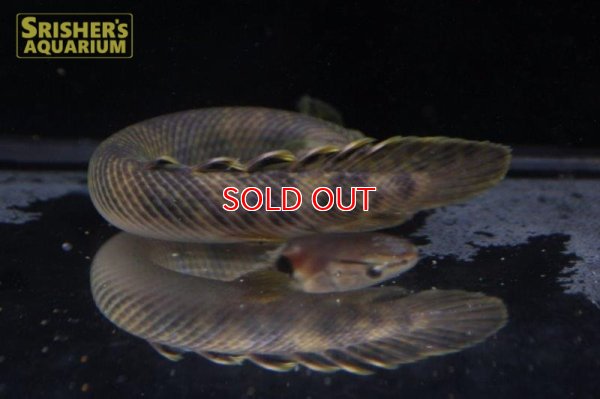 画像6: ポリプテルス 　レトロピンニス　ワイルド