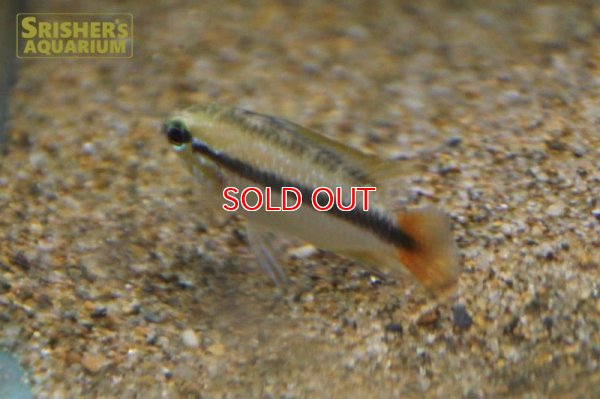 画像5: アピストグラマ エリスルラ（リオマモレ） (ブリード) 