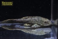 アーマードプレコ（ペルー）