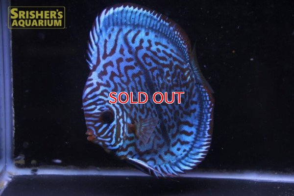 画像7: ディスカス成魚（ペア）