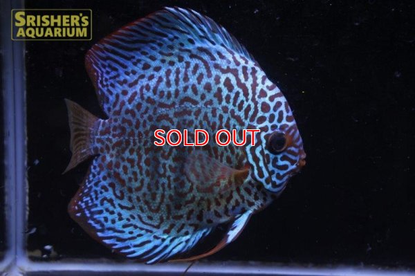 画像5: ディスカス成魚（ペア）