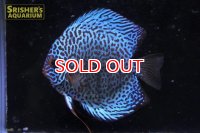 ディスカス成魚（ペア）