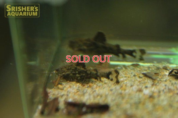 画像2: ハラ　ジェルドニー（ハラハラキャット）