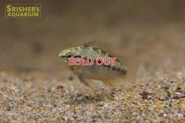 画像8: アピストグラマ ｓｐ.  sv-125 Wild F1 ブリード（ペア）【２０１９年採集】【ベネズエラ】