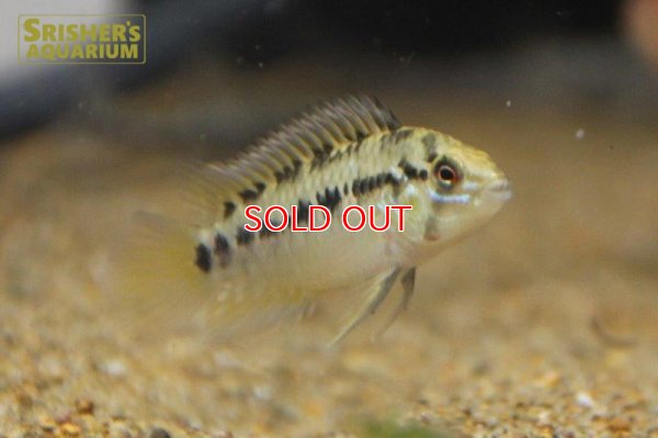 画像3: アピストグラマ ｓｐ.  sv-125 Wild F1 ブリード（ペア）【２０１９年採集】【ベネズエラ】