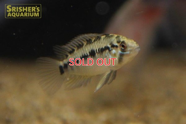 画像6: アピストグラマ ｓｐ.  sv-125 Wild F1 ブリード（ペア）【２０１９年採集】【ベネズエラ】