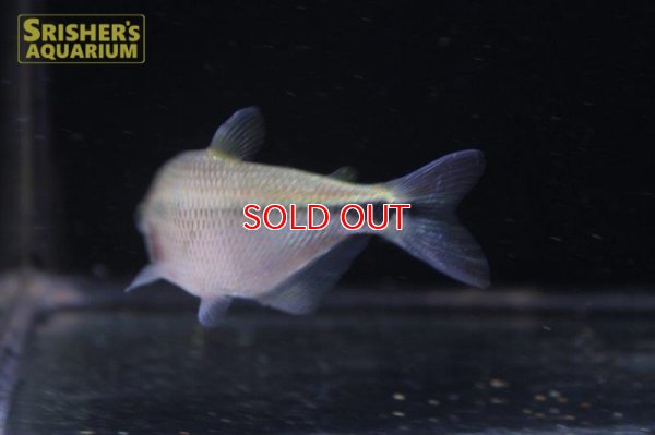 画像4: ワイルドアスティアナックス・ｓｐ・リオイサナ