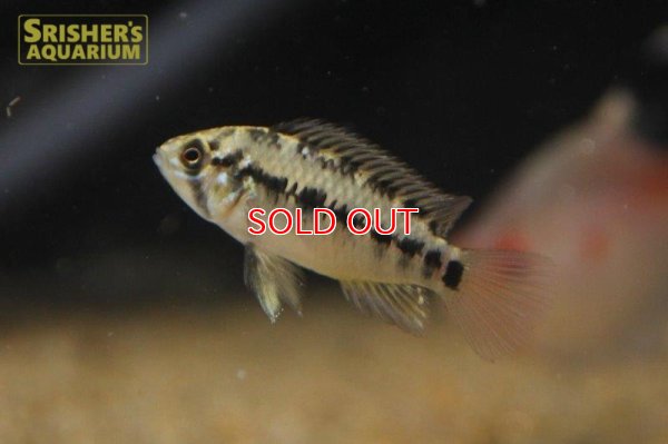 画像5: アピストグラマ ｓｐ.  sv-125 Wild F1 ブリード（ペア）【２０１９年採集】【ベネズエラ】