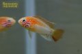 アピストグラマ　ヴィエジタ ゴールド　(ブリード) 