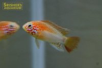 アピストグラマ　ヴィエジタ ゴールド　(ブリード) 