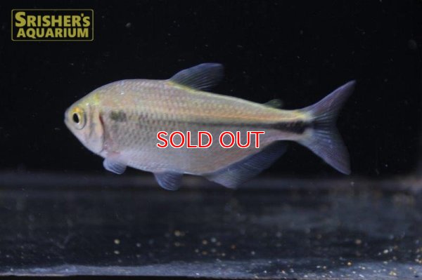 画像5: ワイルドアスティアナックス・ｓｐ・リオイサナ