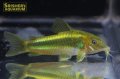 コリドラス　イルミネータス　グリーン（ワイルド）