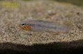 アピストグラマ　エリザベサエ　ウアウペス　ワイルド (オス)
