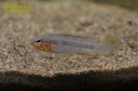 アピストグラマ　エリザベサエ　ウアウペス　ワイルド (オス)