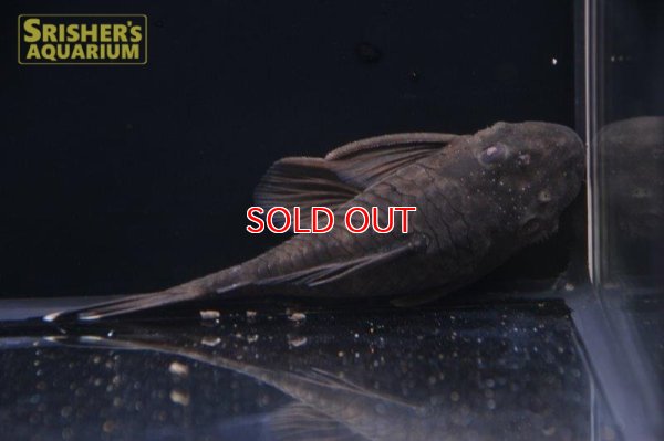 画像3: アンシストルス・ｓｐ・リオグァロホ（ブラウン）