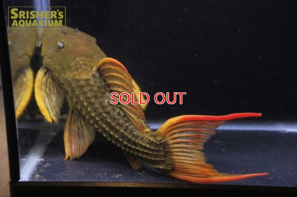 画像4: スーパースカーレットトリムプレコ　ツクルイ　