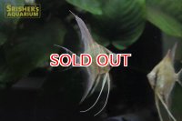 ワイルドアルタムエンゼル（コロンビア産）