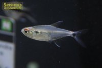 ペルーフラッシュテトラ