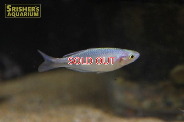 画像6: ハーフオレンジレインボー