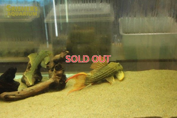 画像8: スーパースカーレットトリムプレコ　ツクルイ　