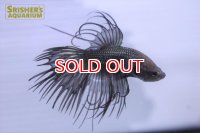 クラウンテールベタ　オス　ブラックオーキッド
