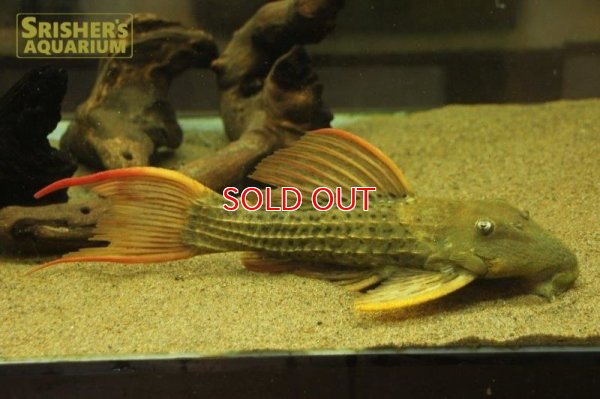 画像6: スーパースカーレットトリムプレコ　ツクルイ　