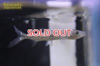 ゴリアテタイガーフィッシュ