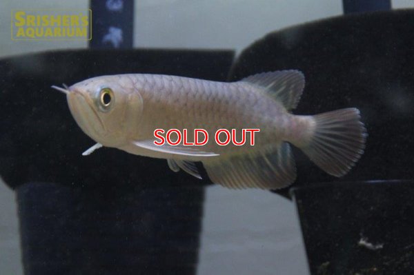 画像4: バンジャールレッドアロワナ　アジアアロワナ　シャンレン※発送不可