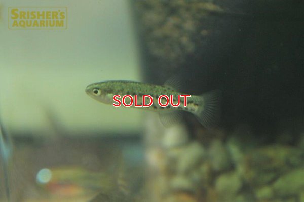 画像6: クレニクティス　バイレイ　２匹セット