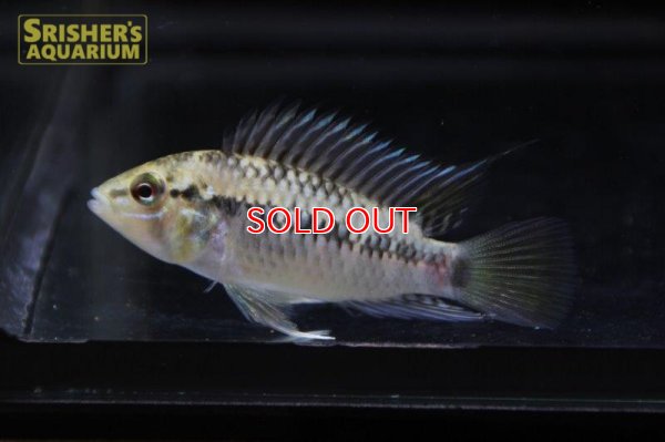 画像16: アピストグラマ ｓｐ.  ”リオカウラ” sv-50（ペア）n-01【２０１９年採集】【ベネズエラ】