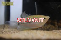 パールグラミー　ワイルド