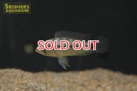 アピストグラマ　ピアウイエンシス　ワイルド (ペア) n-1