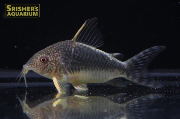 画像7: コリドラス　ファインスポットゴッセイ　ワイルド