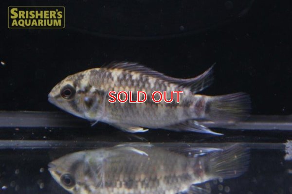 画像5: アピストグラマ ｓｐ.  ”リオカウラ” sv-50（ペア）n-03【２０１９年採集】【ベネズエラ】