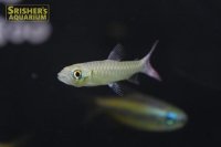 ピンクテールカラシン（ブリード）