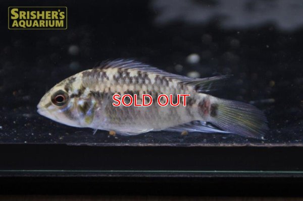 画像4: アピストグラマ ｓｐ.  ”リオカウラ” sv-50（ペア）n-03【２０１９年採集】【ベネズエラ】