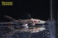 タイガーショベルノーズキャット（ブリード）