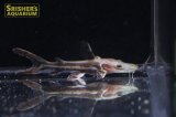 タイガーショベルノーズキャット（ブリード）
