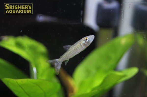 画像2: ピンクテールカラシン（ブリード）