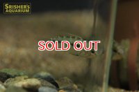 アピストグラマ　ピアウイエンシス　ワイルド (メス）