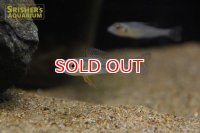 グリーンドワーフシクリッド　ワイルド (オス)　