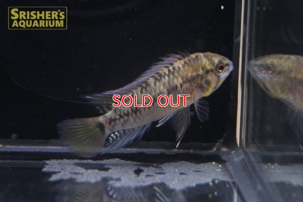 画像19: アピストグラマ ｓｐ.  ”リオカウラ” sv-50（ペア）n-02【２０１９年採集】【ベネズエラ】