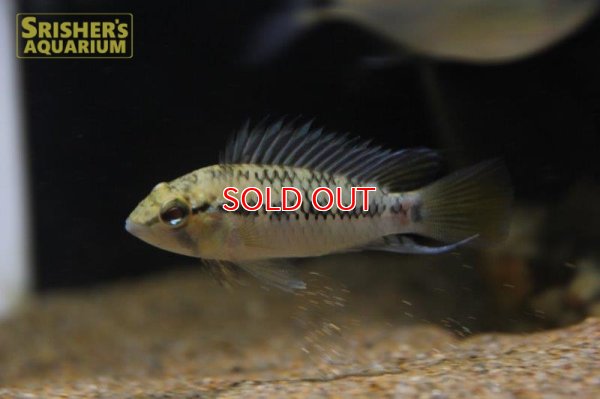 画像3: アピストグラマ ｓｐ.  ”リオカウラ” sv-50 n-2 （ペア）【２０１９年採集】【ベネズエラ】