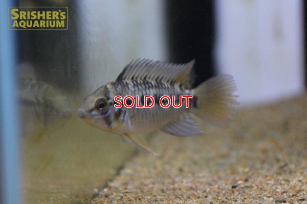 画像7: アピストグラマ ｓｐ.  ”リオカウラ” sv-50（ペア）n-06【２０１９年採集】【ベネズエラ】