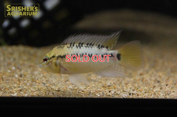 画像15: アピストグラマ ｓｐ.  ”リオカウラ” sv-50（ペア）n-02【２０１９年採集】【ベネズエラ】