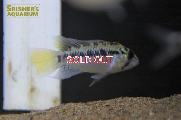 画像7: アピストグラマ ｓｐ.  ”リオカウラ” sv-50 n-2 （ペア）【２０１９年採集】【ベネズエラ】